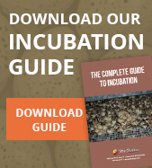 Download Our Incubation Guide