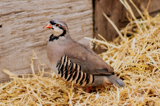 Picture of Chukar Partridge