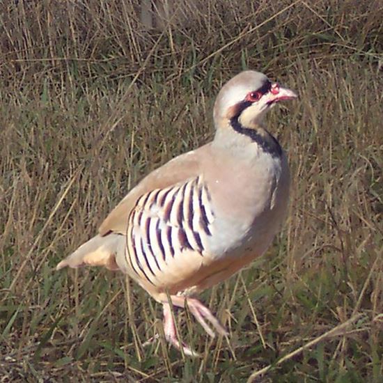 Picture of Chukar Partridge