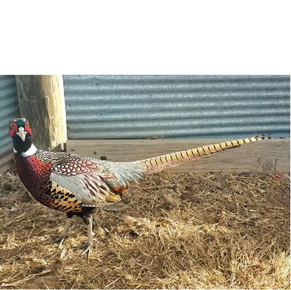 Picture of Kansas Ringneck Pheasant