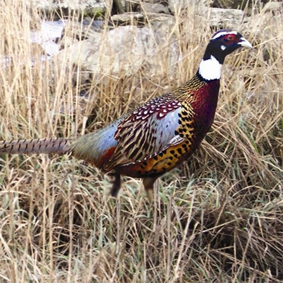 Picture of Manchurian / Ringneck Cross