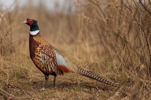 Picture of Ringneck