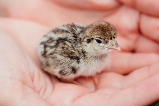 Picture of Chukar Partridge