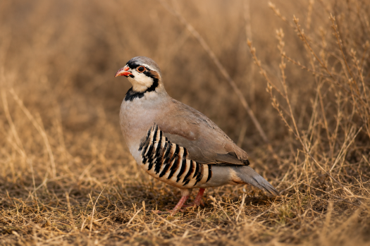 Picture of Chukar Partridge