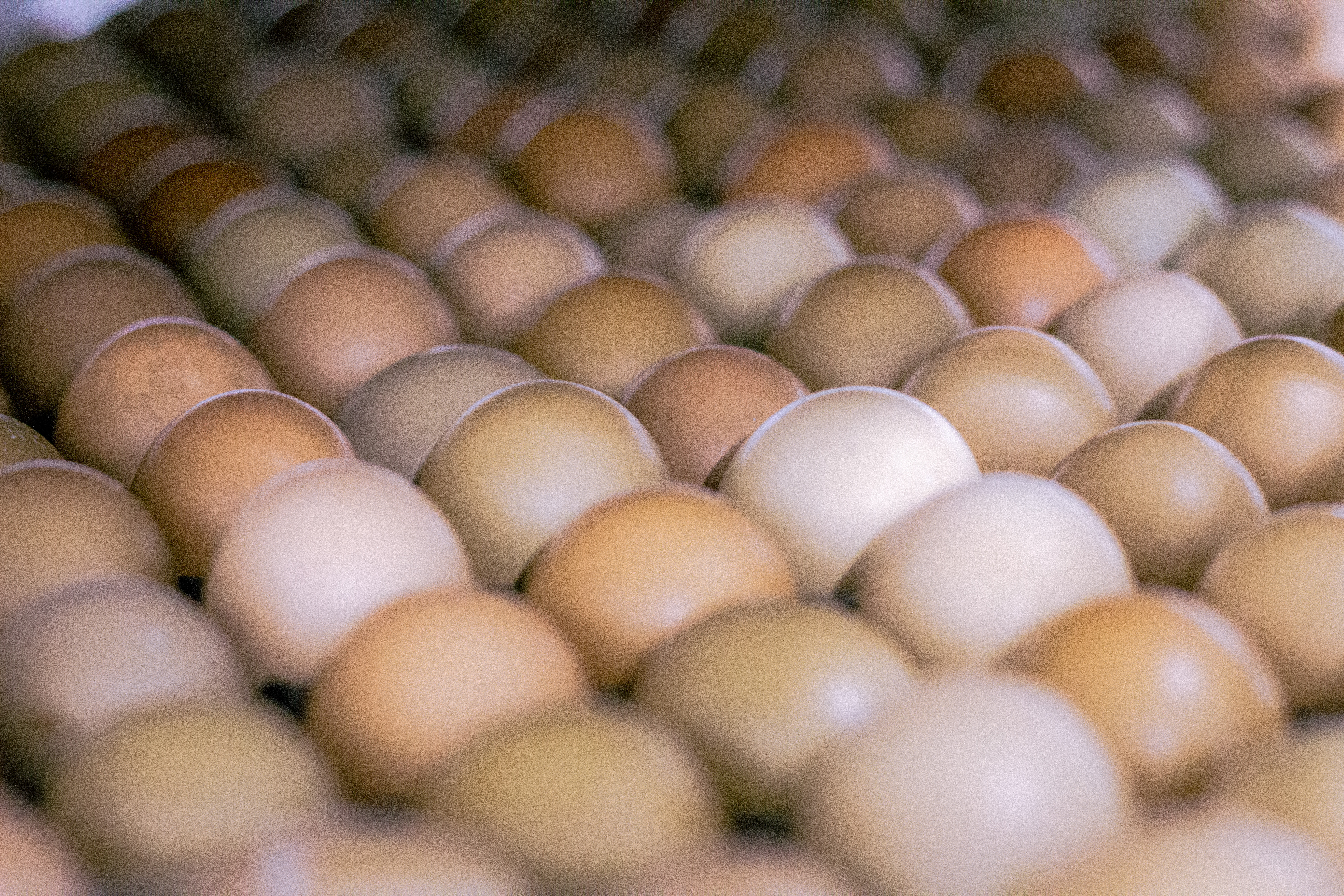 Picture of Hatching Eggs