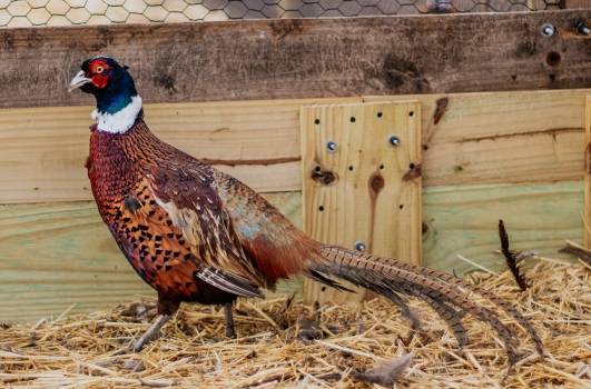Picture of Extra Large Ringneck