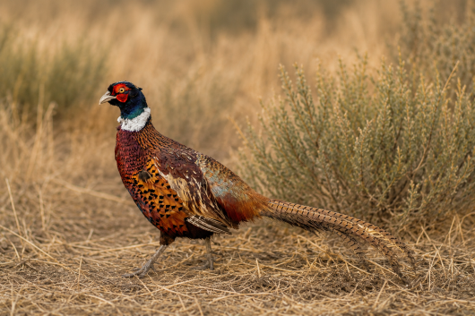 Picture of Extra Large Ringneck