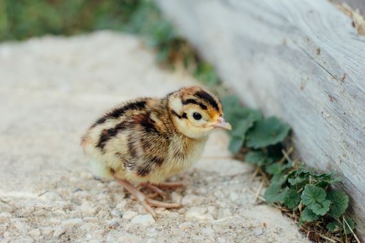 Picture of Kansas Ringneck