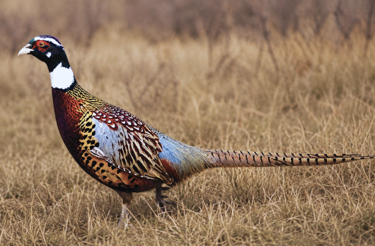 Picture of Manchurian / Ringneck Cross