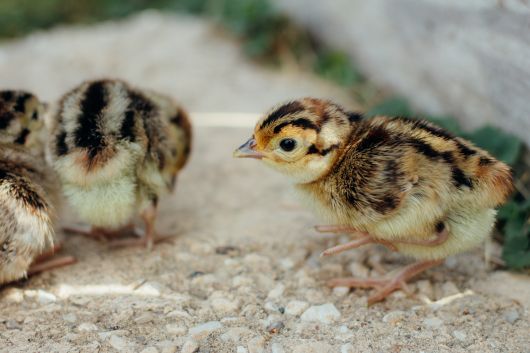 Picture of Manchurian / Ringneck Cross